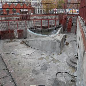 Male polar bear exhibit