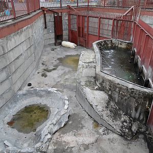 Female polar bear exhibit