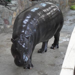 Pygmy hippo indoors 2