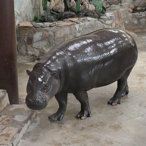 Pygmy hippo indoors 3