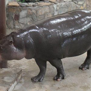 Pygmy hippo indoors 4