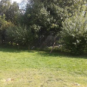 Walk-through enclosure - White-naped crane