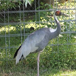 White-naped crane