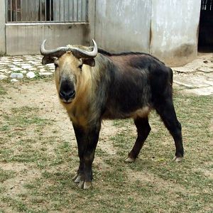Sichuan takin (Budorcas taxicolor tibetana)