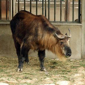 Sichuan takin (Budorcas taxicolor tibetana)