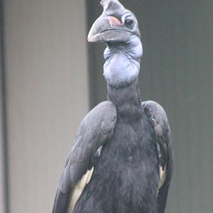 Abyssinian ground hornbill