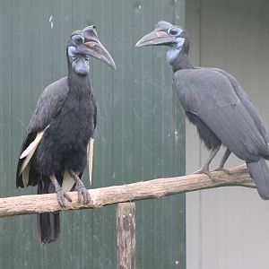 Abyssinian ground hornbills