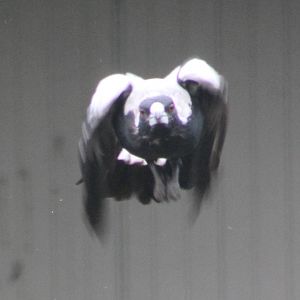 Australian white-backed magpie