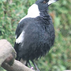 Australian white-backed magpie