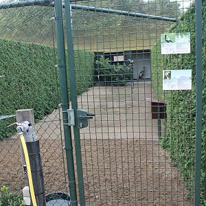 Enclosure Australian white-backed magpies