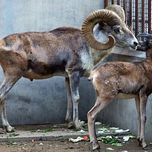 Tibetan argali (Ovis ammon hodgsoni)