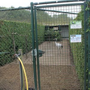Another enclosure with Australian white-backed magpies
