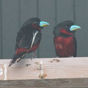 Black and red broadbills