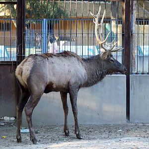 Manchurian wapiti (Cervus canadensis xanthopygus)