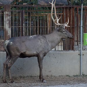 Sichuan wapiti (Cervus canadensis macneilli)