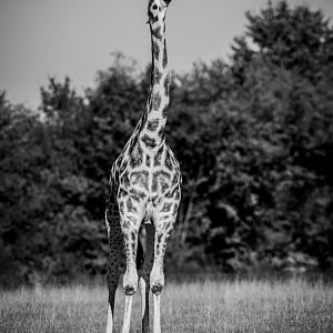 Giraffe