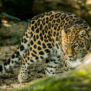 Amur Leopard