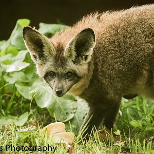 Bat-Eared Fox