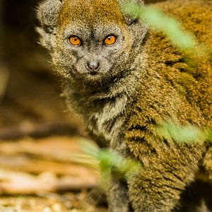 Alaotran Gentle Lemur