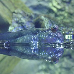 Mudskipper