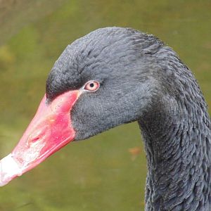 Black swan (Cygnus atratus)