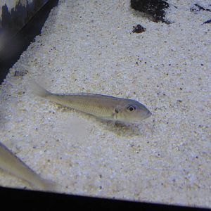 New species of fish in aquarium Black-chin Xeno