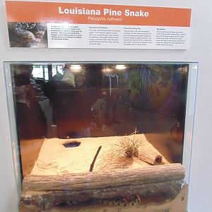 Louisiana Pine Snake on exhibit  now in worlds of discovery