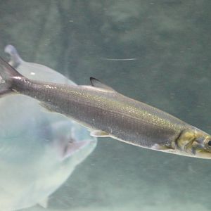 Tenpounder or Ladyfish