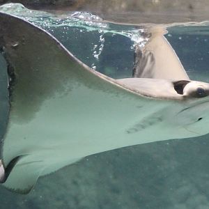 Cow-nosed ray