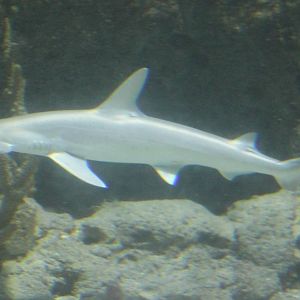 Bonnethead