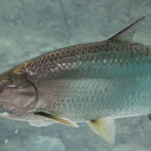 Tarpon
