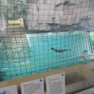 Oct. 2014 - Africa-Asia-South America - Oceans of Fun Winter Exhibit