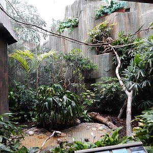 Oct. 2014 - Mahler Family Aviary - Plush-crested Jay + White-faced Whistlin