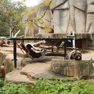 Oct. 2014 - North America - Grizzly Bear Exhibit