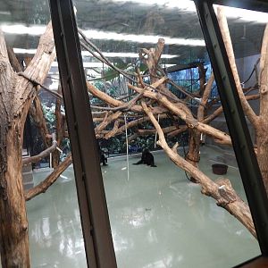 Oct. 2014 - Apes of Africa + Primates of the World - Siamang Indoor Exhibit