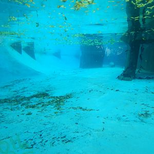 Oct. 2014 - North America - Harbor Seal Underwater Viewing