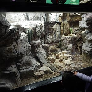 Oct. 2014 - Aquatic + Reptile Center - Exhibit for 3 Species