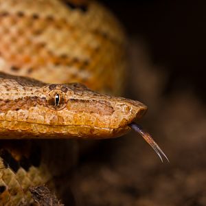 Pacific ground boa - Candoia carinata