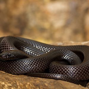Mexican black kingsnake - Lampropeltis getula nigrita