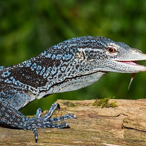 Blue tree monitor - Varanus macraei
