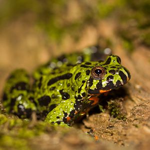 Oriental fire-bellied toad - Bombina orientalis