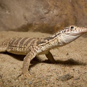 Spencer's monitor - Varanus spenceri