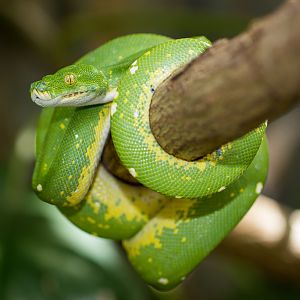 Green tree python - Morelia viridis