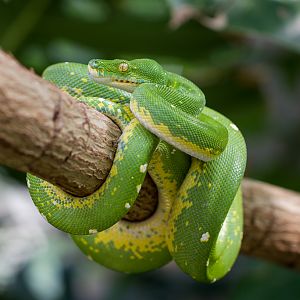 Green tree python - Morelia viridis