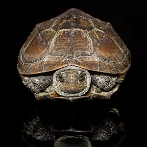 Chinese pond turtle - Mauremys reevesii