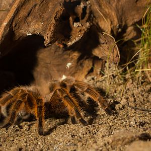 Chilean rose tarantula - Grammostola rosea
