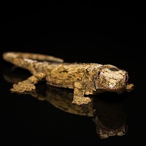 Bavay's giant gecko - Mniarogekko chahoua