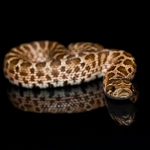 Western hognose snake - Heterodon nasicus