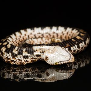 Western hognose snake - Heterodon nasicus