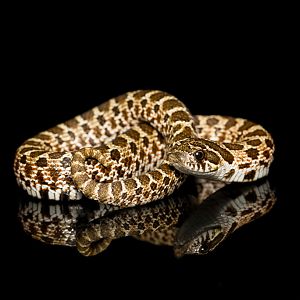 Western hognose snake - Heterodon nasicus